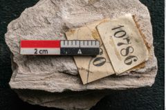 Foto (Detailansicht) von Dictyopteris brongniarti Gutb. (NHMW-GEO-2024-0188-10786)